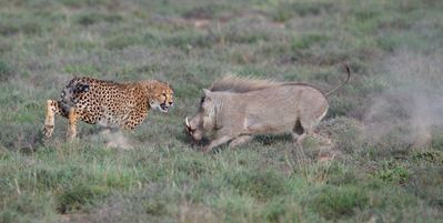 cheetah-cubs-hunt-warthog-samara-game-reserve-karoo-south-africa-copyright-rob-and-brigid-maguire-7.jpg
