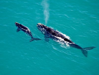 Benguela Cove Whales.jpg