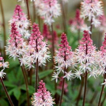 Tiarella 'Raspberry Sunrise'