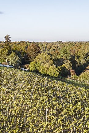 Leonardslee House and Vineyard.jpg