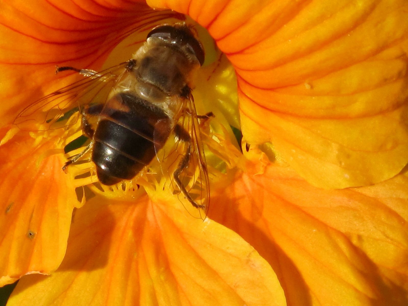 Bee 8.jpg