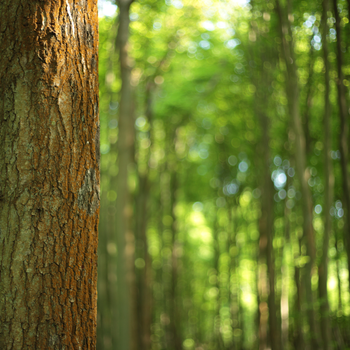 Woodlands.co.uk                                                                                                      