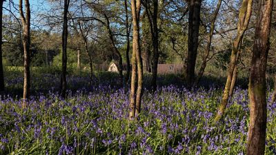 Whitemead 1 - credit Mike Ingram.jpg