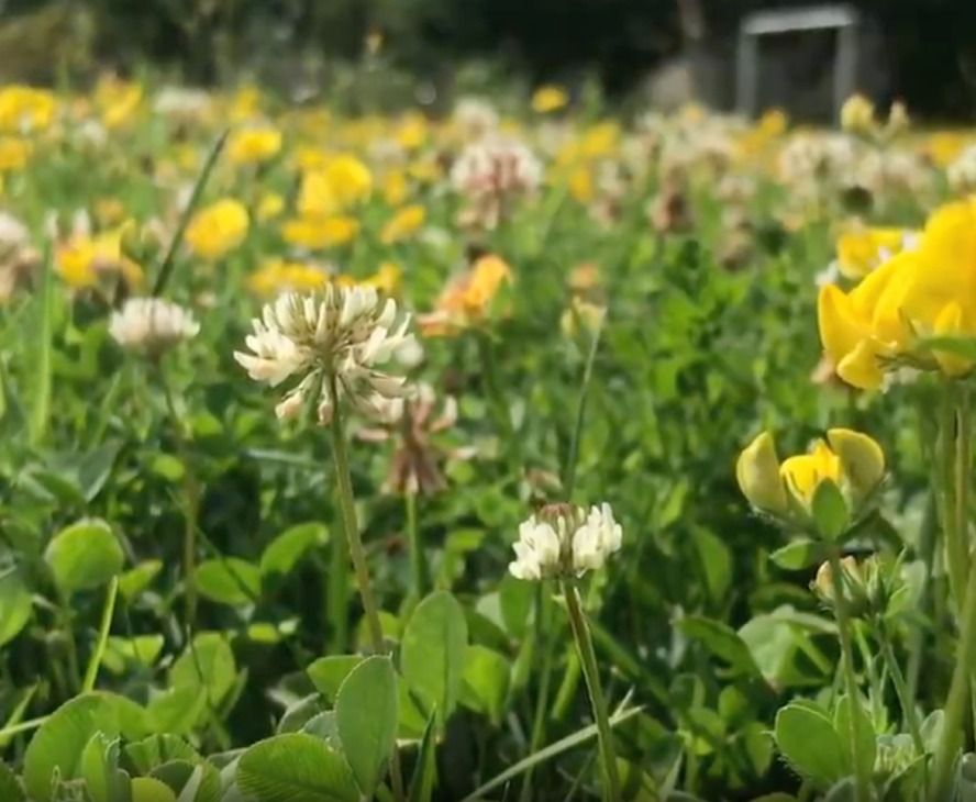 Lawn Flowers