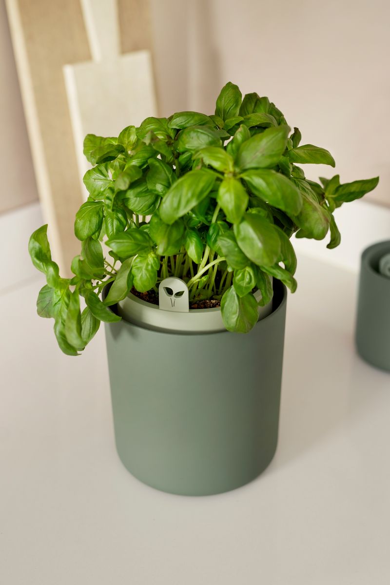bouncy basil 