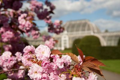 Cherry blossom at Kew Gardens in spring time