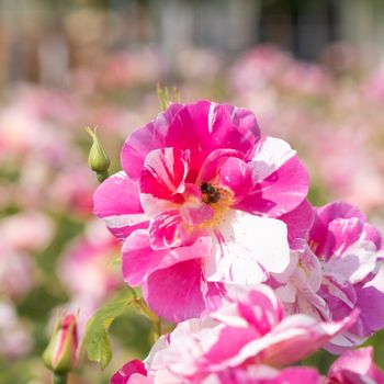 The King's Rose