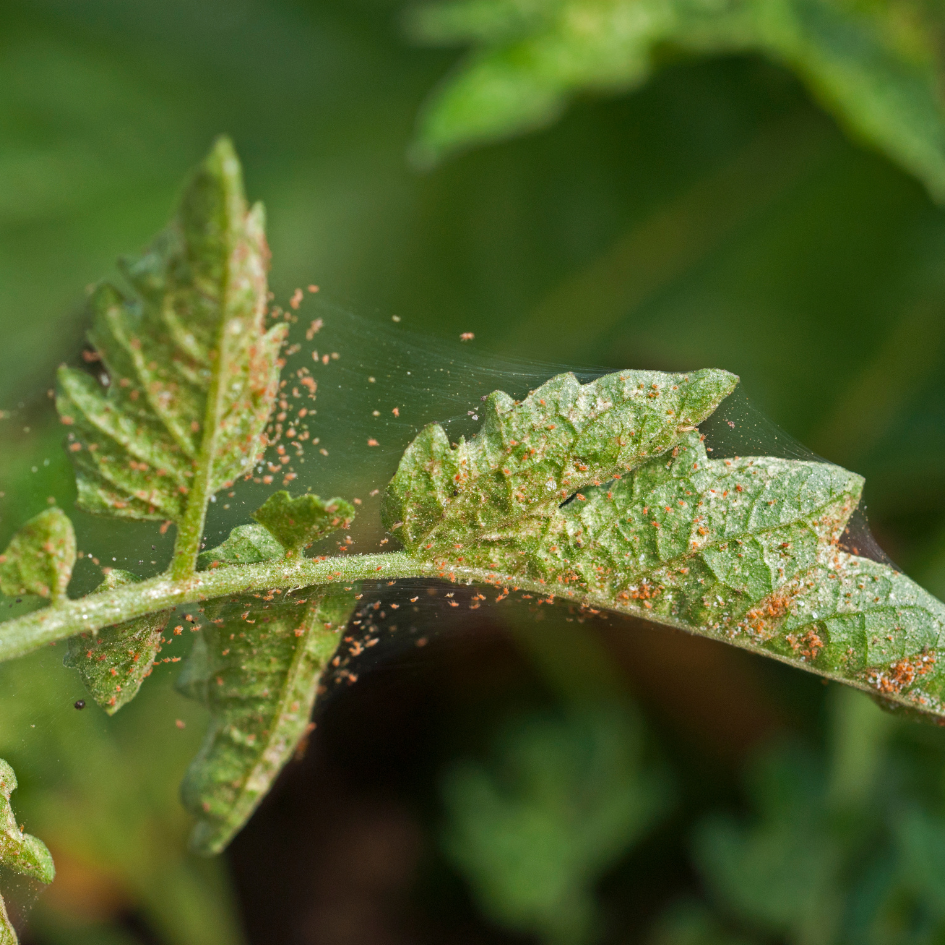 Red spider mite