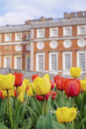 Tulip Festival Hampton Court Palace (c) Historic Royal Palaces.