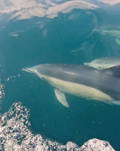 Dolphins at Ladram Bay (credit -TripAdvisor--William).jpg