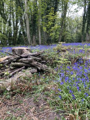 Bluebell Photography