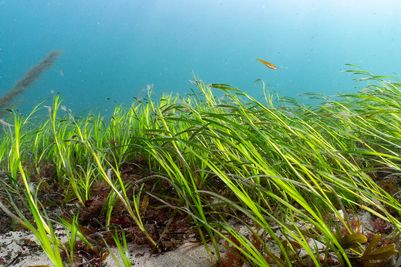 oct-blue-meadows-yealm-seagrass.jpg
