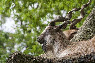 Markhor_dreamstime_m_48710980.jpg