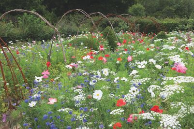 Sarah Raven Ultimate Flower Meadow Mix Seeds.jpg