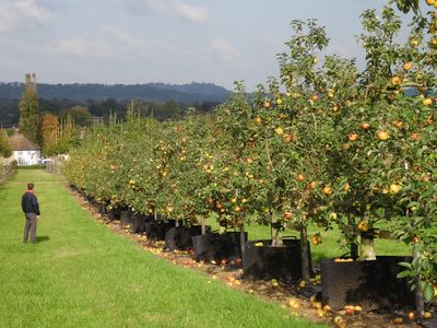 Apple Trees
