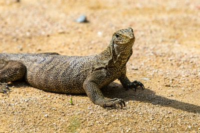 Cempedak-Wildlife-Lizard.jpg