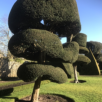 Topiary at Levens Hall, Cumbria, UK