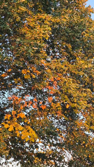 False Autumn 5.jpg