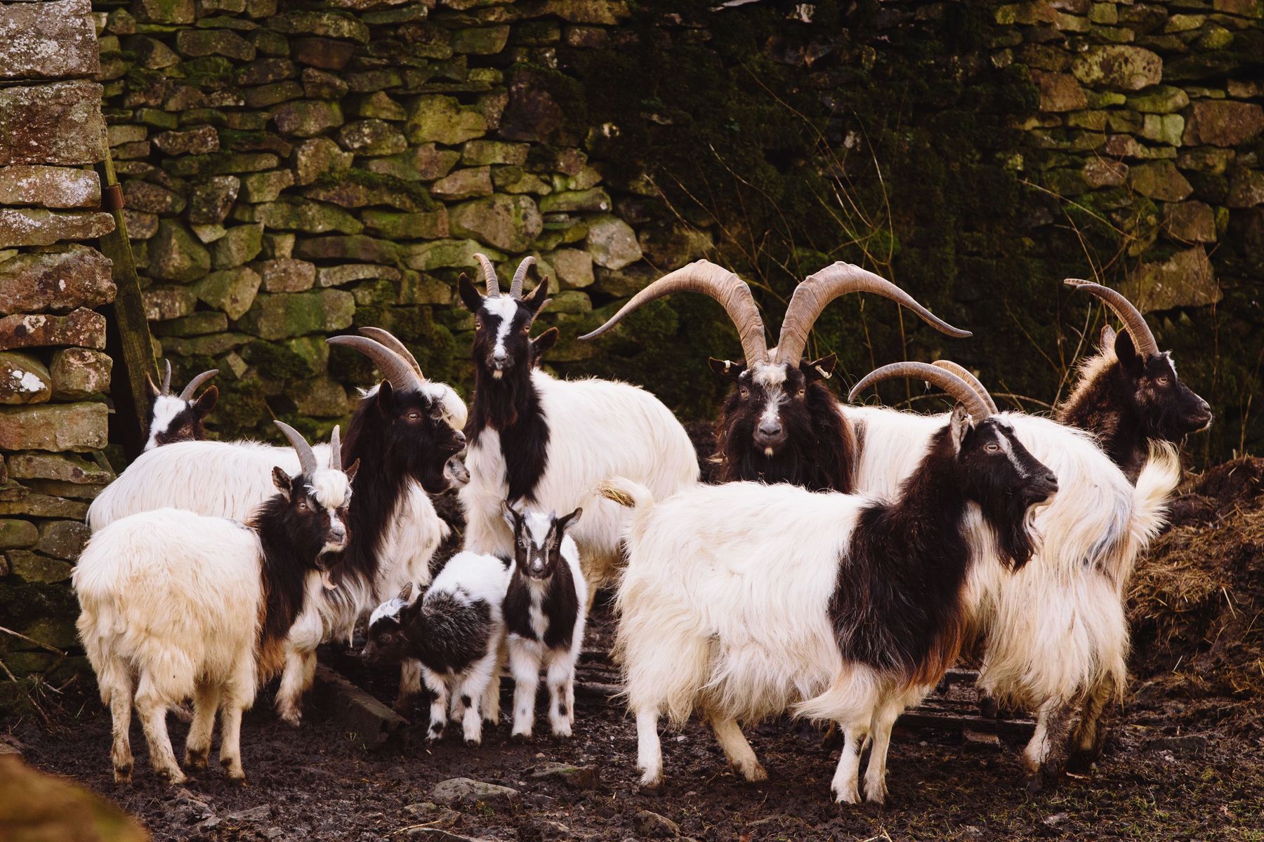 Bagot goats at Levens Hall & Gardens