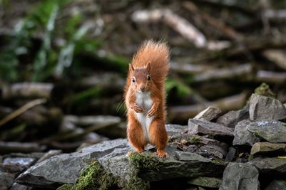 Wildlife Ranger (6).jpg