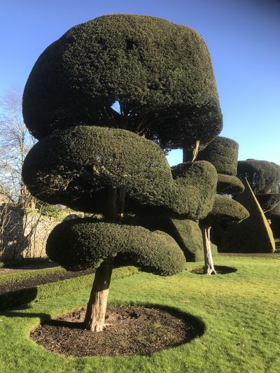 Topiary at Levens Hall, Cumbria, UK