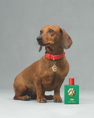 Dolce&Gabbana Fefé