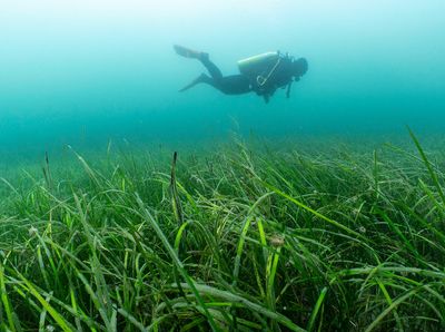 oct-blue-meadows-falmouth-diver.jpg