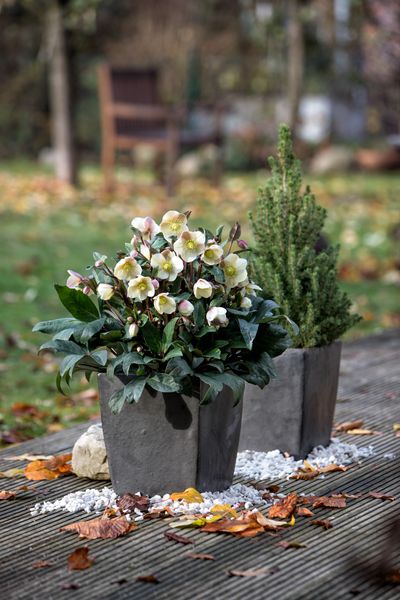 Hellebores snow dance