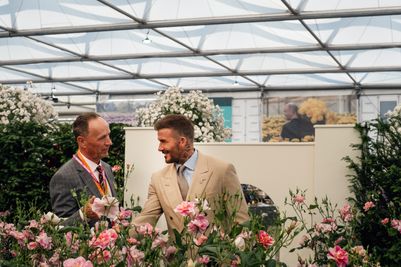 David Austin Roses receive 29th Gold for ‘The King’s Rose’ Showcase at RHS Chelsea Flower Show 2025
