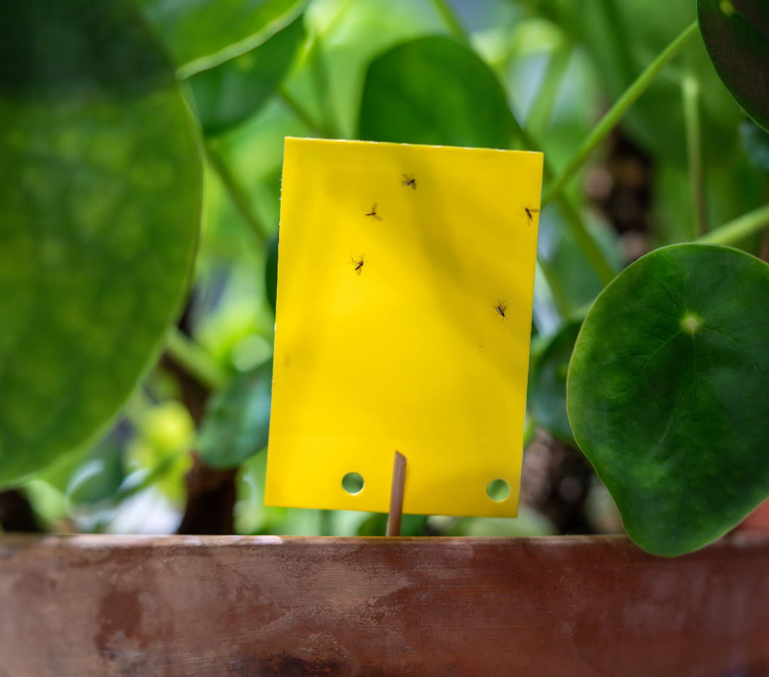 Fungus gnat on yellow trap