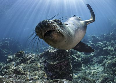 Galapagos sea lion, Santa Cruz Island, Galapagos Islands