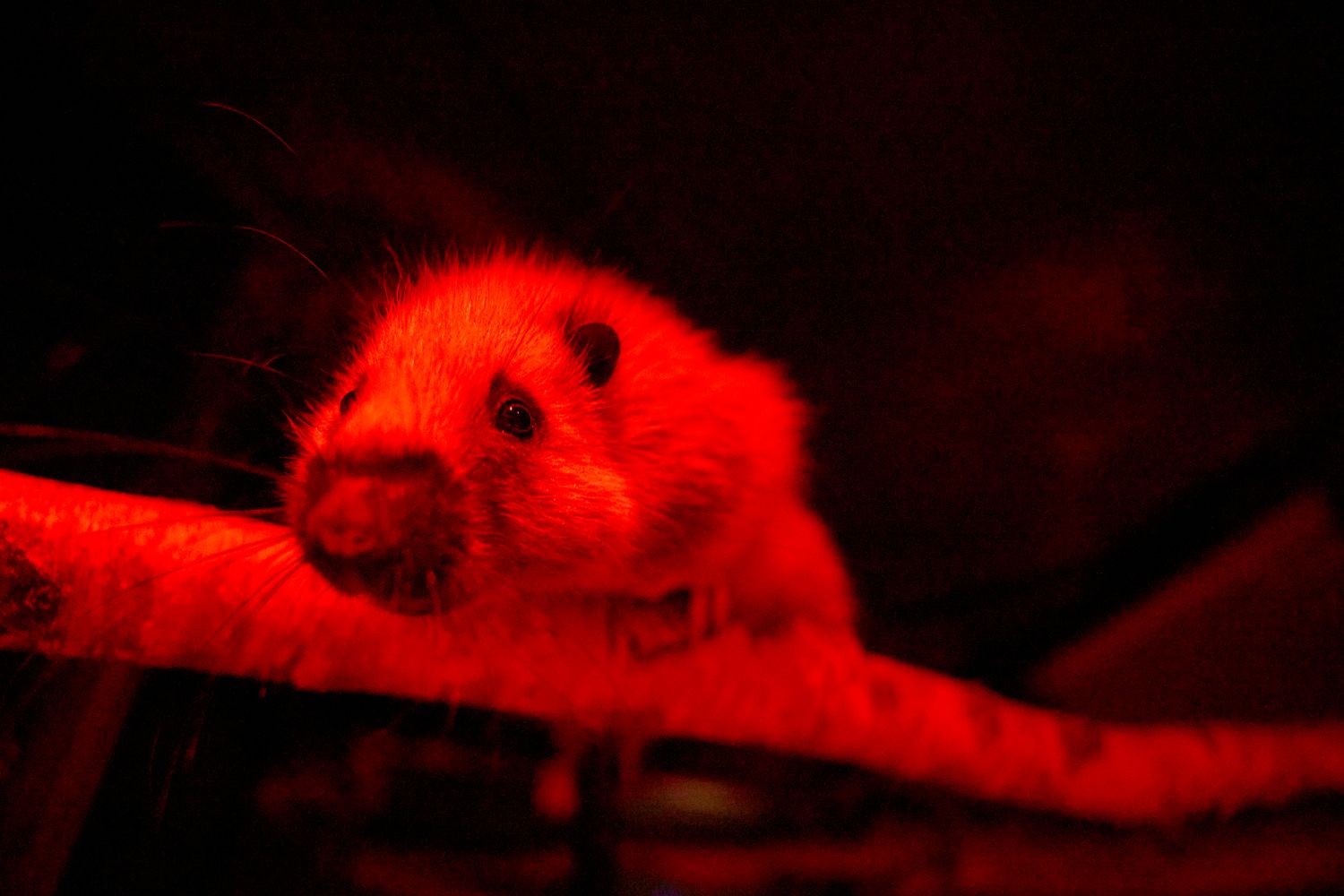 Moulton College partners with Nature’s SAFE to boost animal conservation efforts