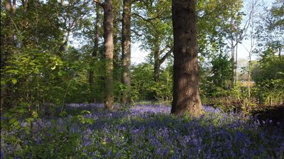 bluebells1.jpg