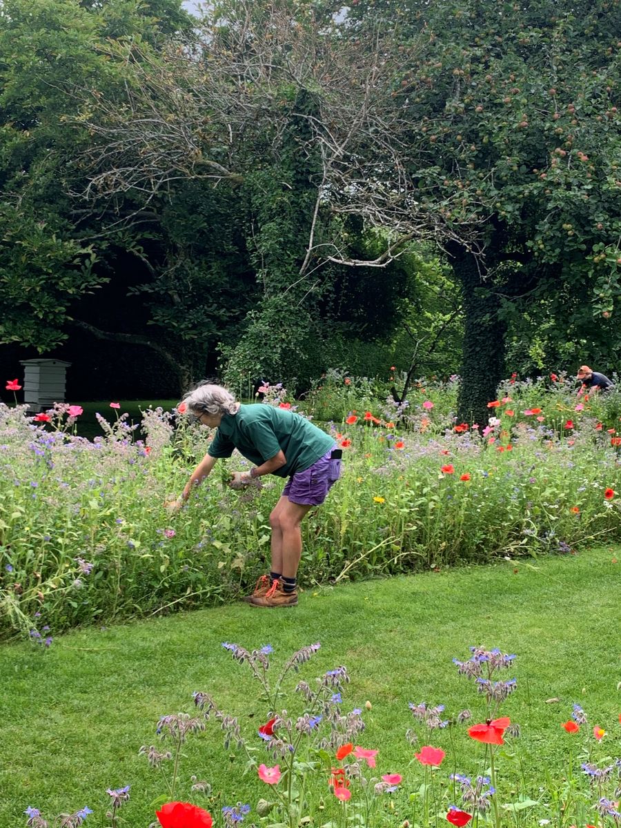 Pam Walton, one of the gardeners at Levens Hall and Gardens, pictured working in The Bee Borders  - a 5-Star hotel for pollinators.