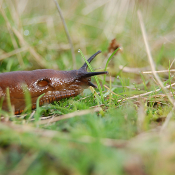 Common slug