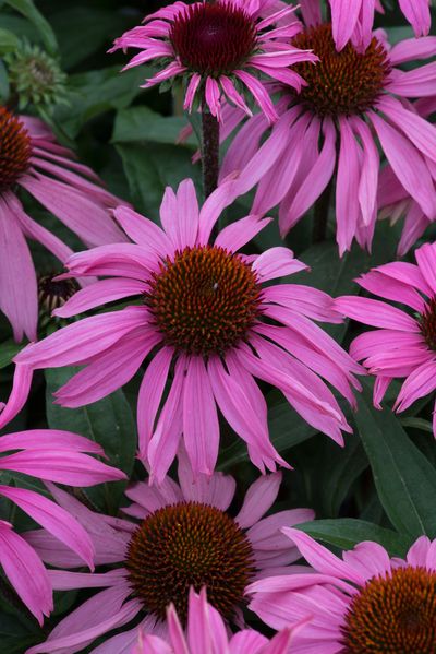 echinacea mooodz courage