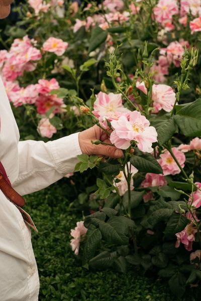 David Austin Roses receive 29th Gold for ‘The King’s Rose’ Showcase at RHS Chelsea Flower Show 2025