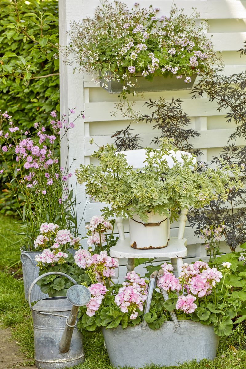 2022_Geraniums_7000_Romantic_Garden_Corners_03.jpg