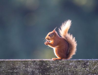 Eslington_Wildlife (4).jpg