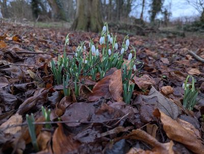Results found the number of bluebell, snowdrop and daffodil sightings to be higher in the 2026 survey period than in 2025.jpg