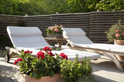 2023_Geraniums_4000_Warm_Country_Chic_03.jpg