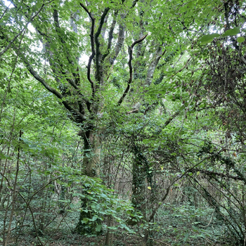 Wonder Wood One.jpg