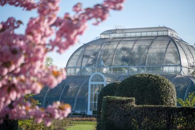 Palm House with cherry blossom - CREDIT - Jeff Eden © RBG Kew