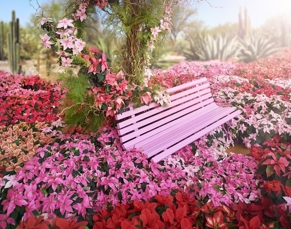 2020_poinsettia_06000_Christmas_floral_creativity_22.jpg