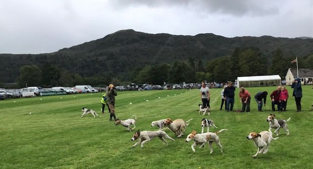 Hounds set off on the track of aniseed and paraffin in a hound trailing event at the iconic Grasmere Lakeland Sports and Show 2023