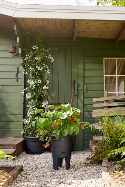green basics strawberry pot