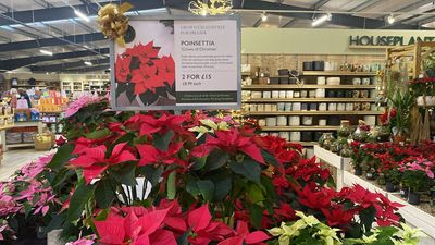 Hillier Garden Centres Unveils Exclusive New Poinsettia ‘Crown of Christmas’ for 2025, Supporting The King’s Foundation 