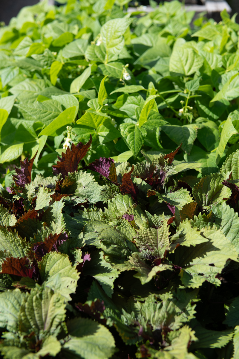Nemasys Fruit and Veg Protection