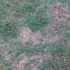 Turf with leatherjacket damage