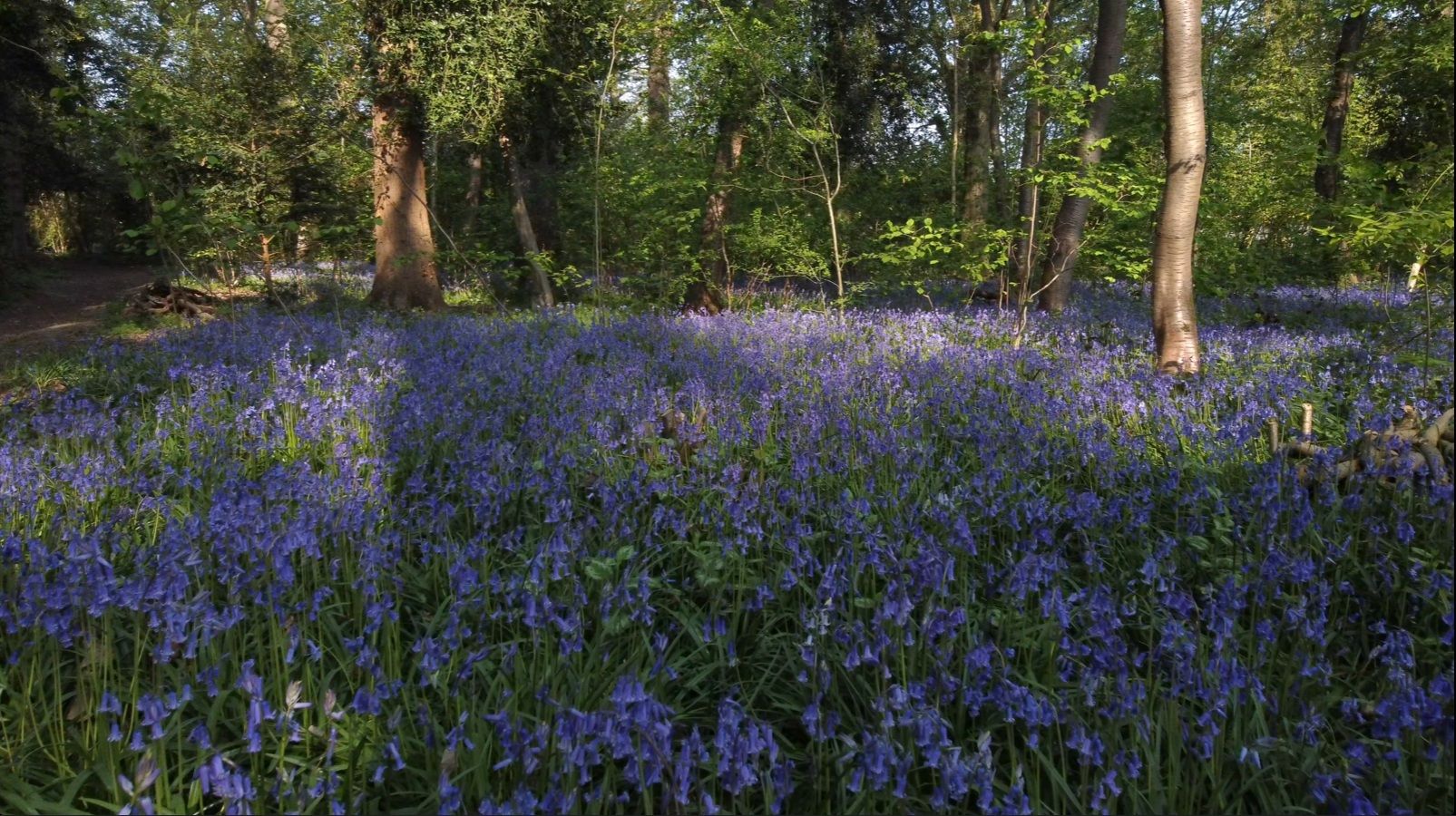 bluebells8.jpg